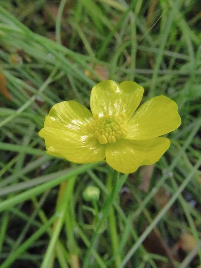 Ranunculus lingua flower