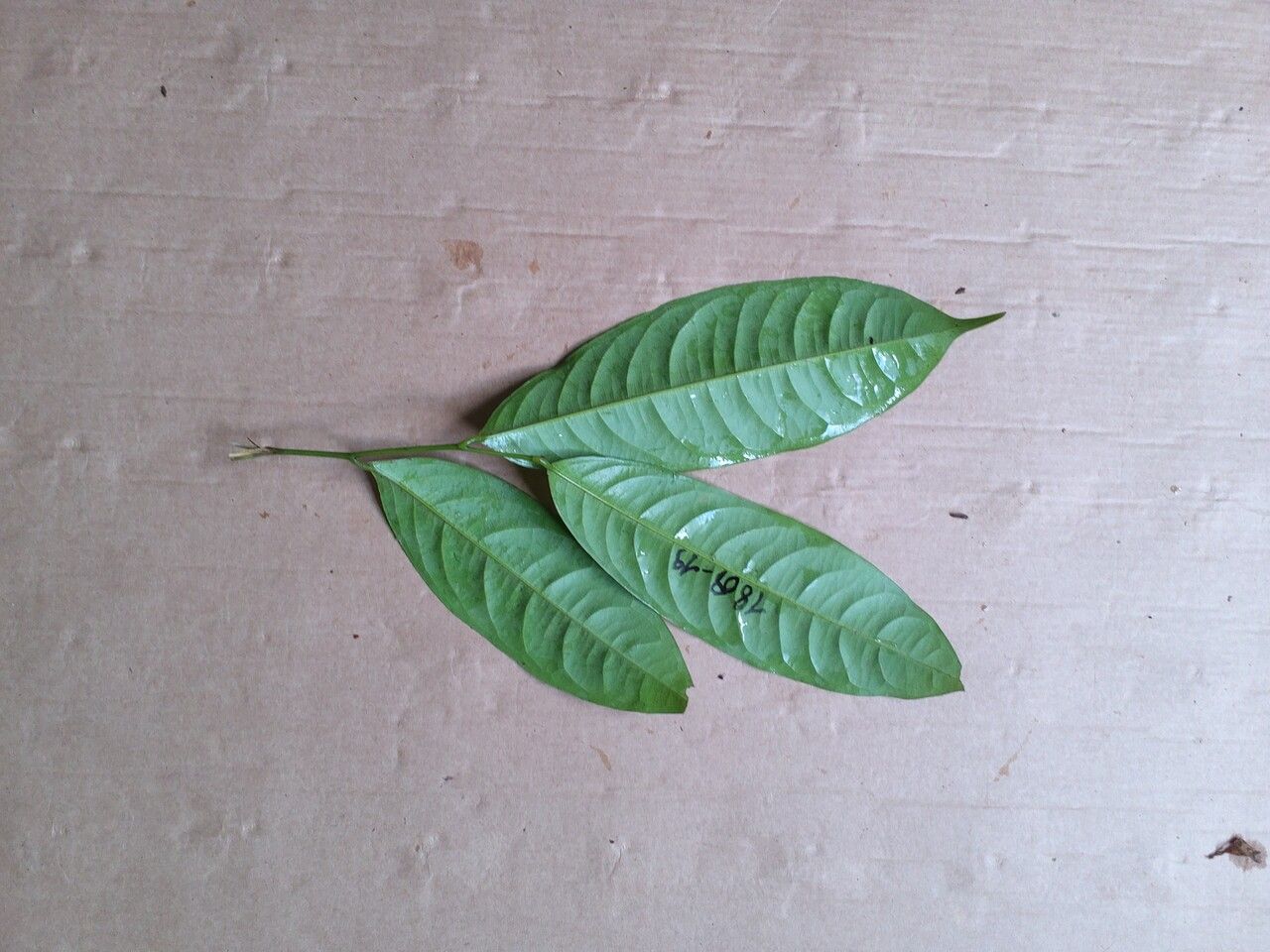 Eschweilera coriacea — search result for 'Honduras'