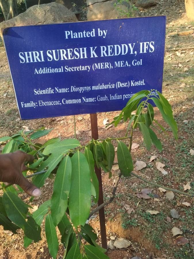 Diospyros malabarica leaf