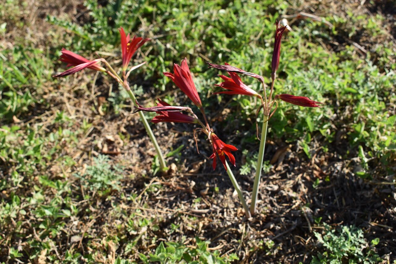 Rhodophiala bifida bark