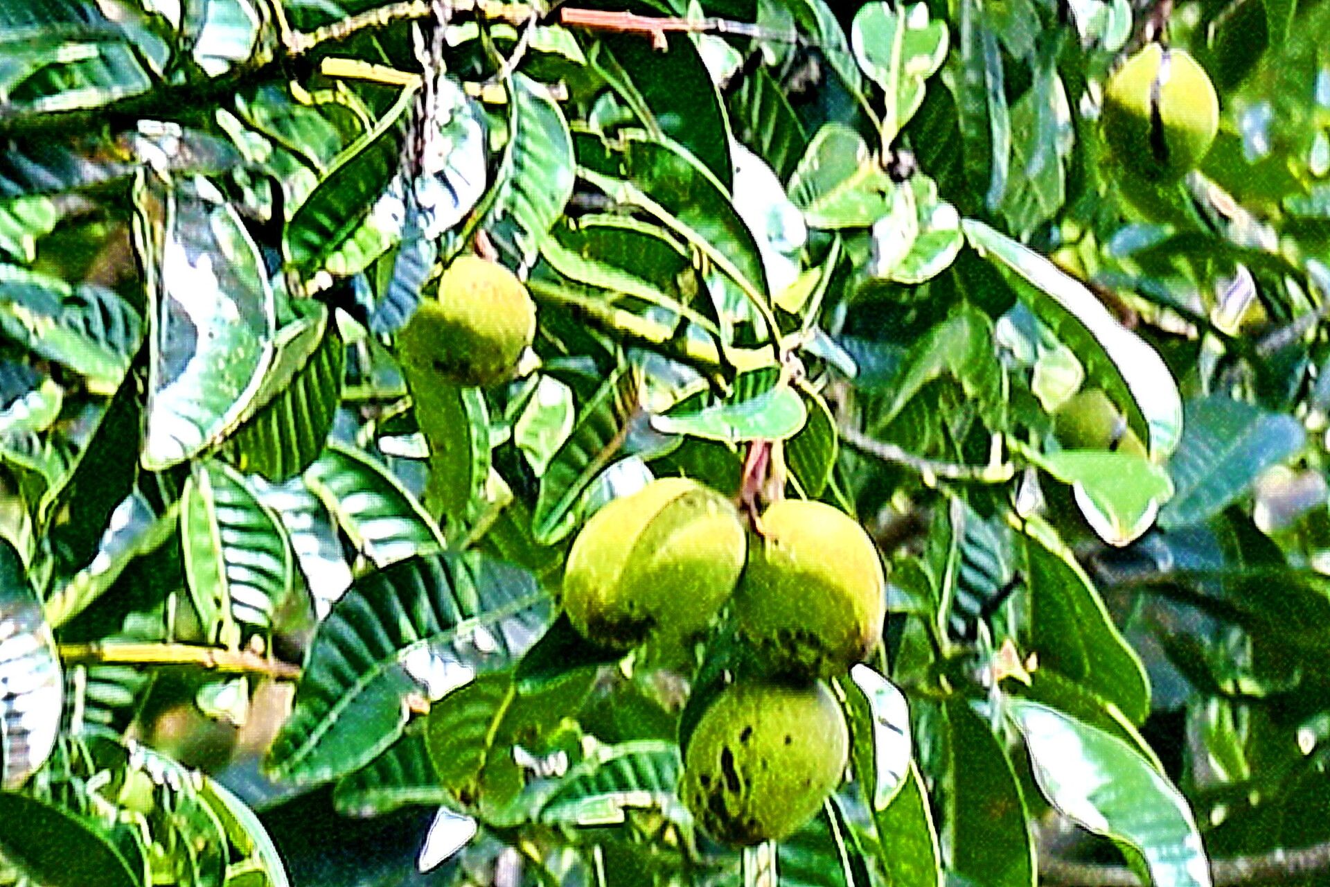 Mangifera foetida