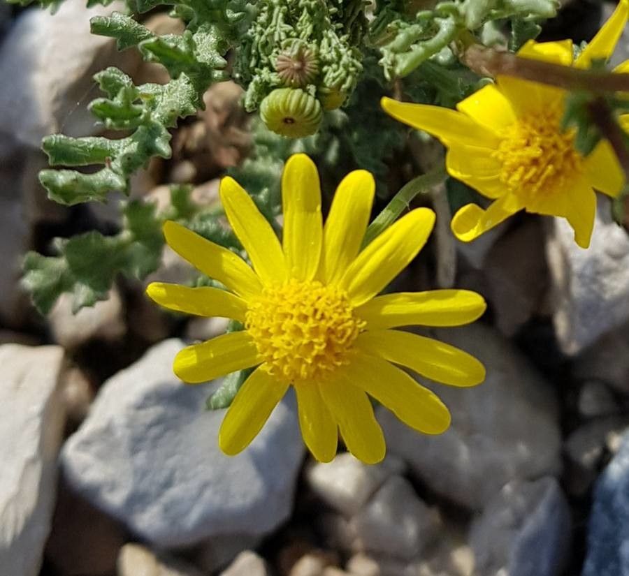 Senecio vernalis flower