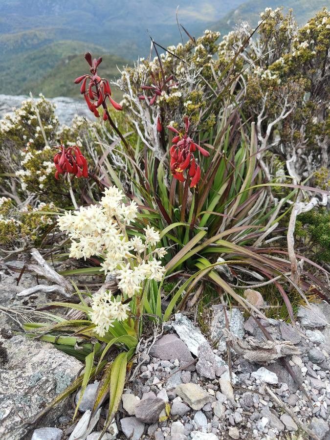 Blandfordia punicea habit