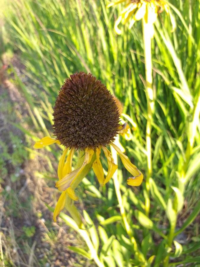 Echinacea paradoxa flower