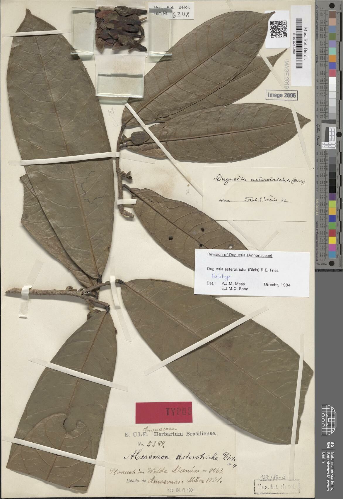 Duguetia asterotricha — related species from the same genus