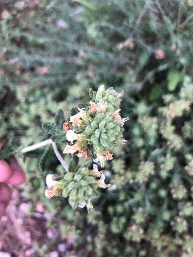 Teucrium dunense flower