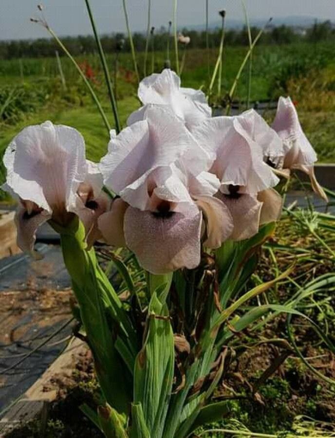 Iris palaestina flower