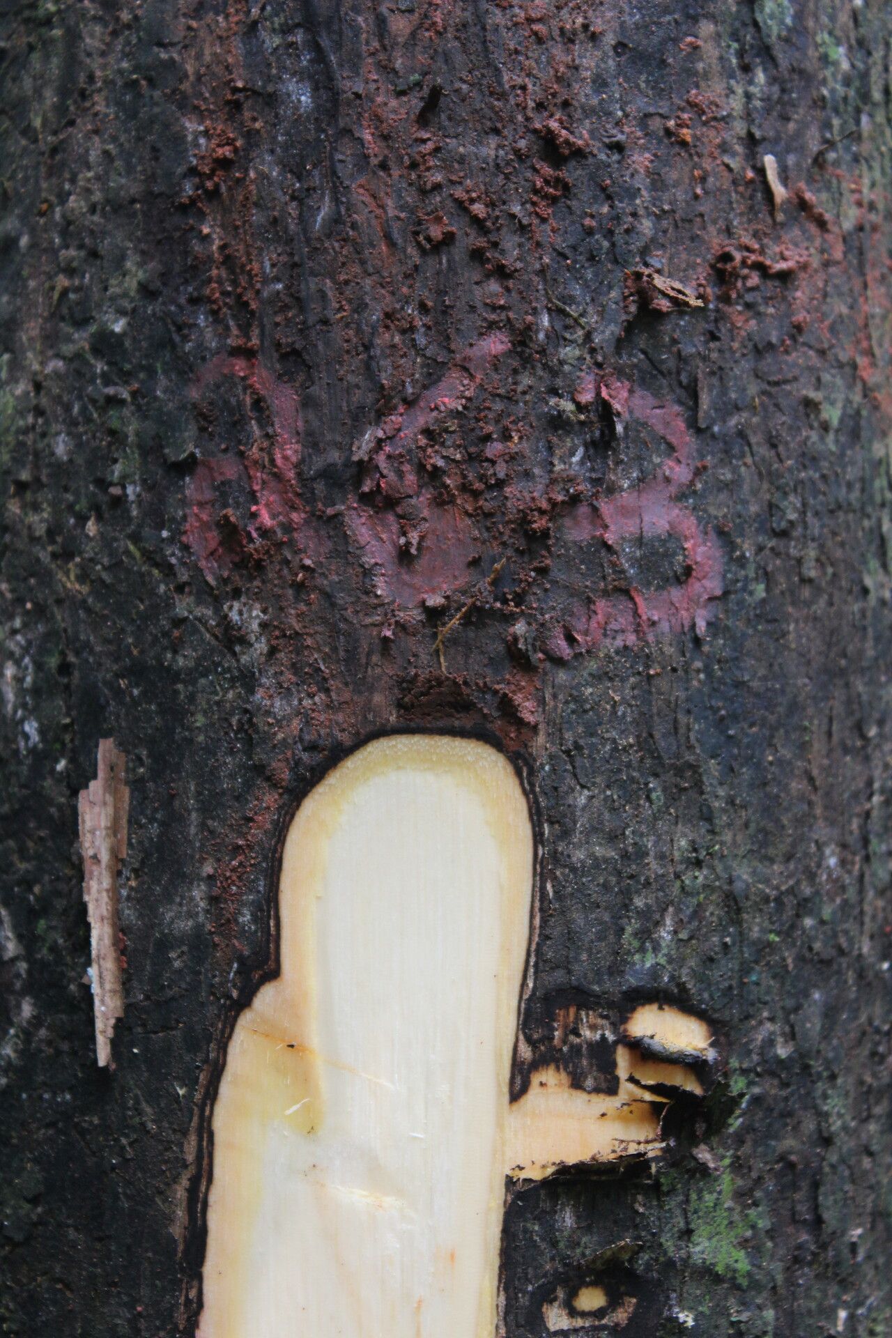 Diospyros viridicans bark