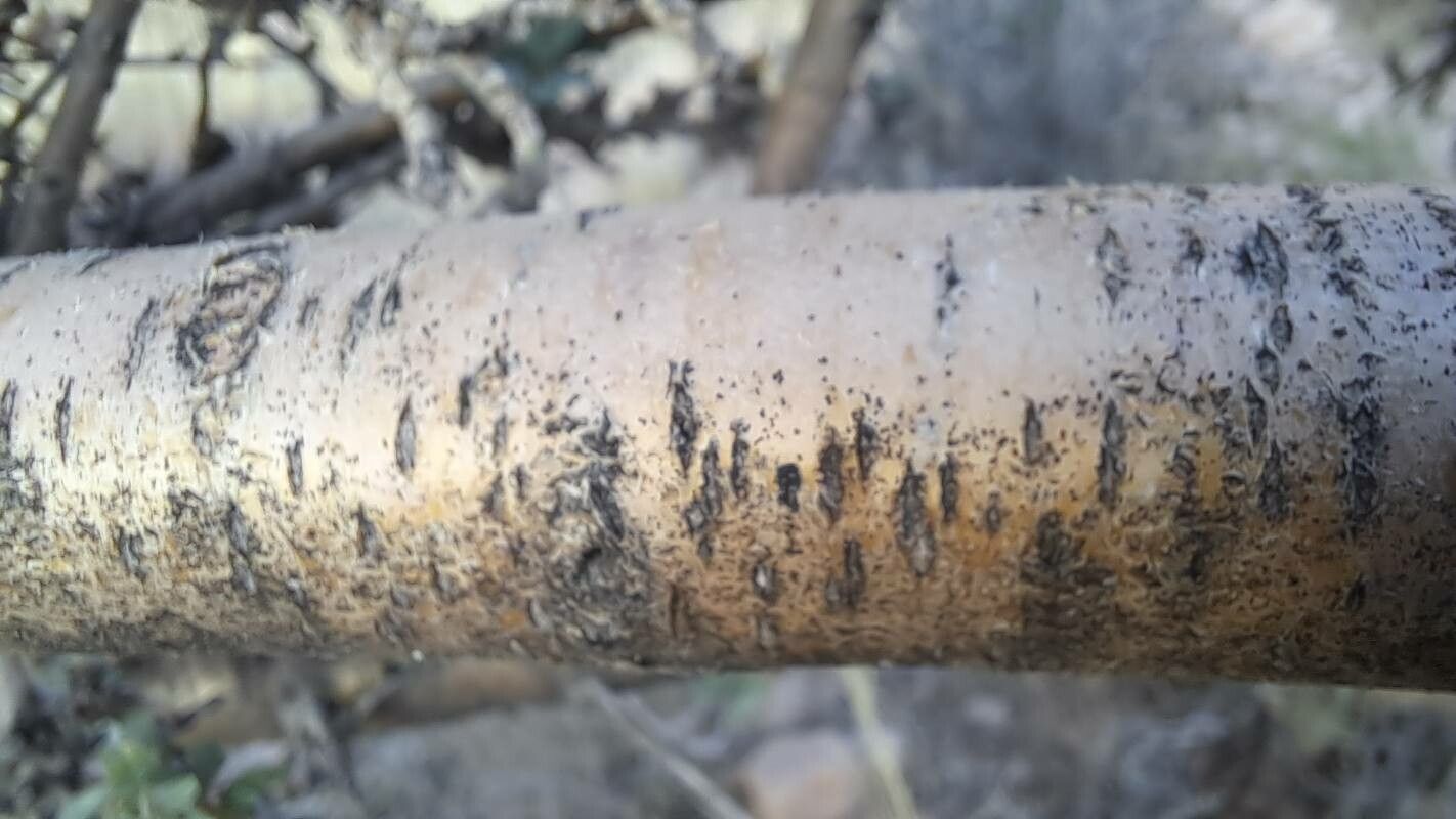Prunus argentea bark