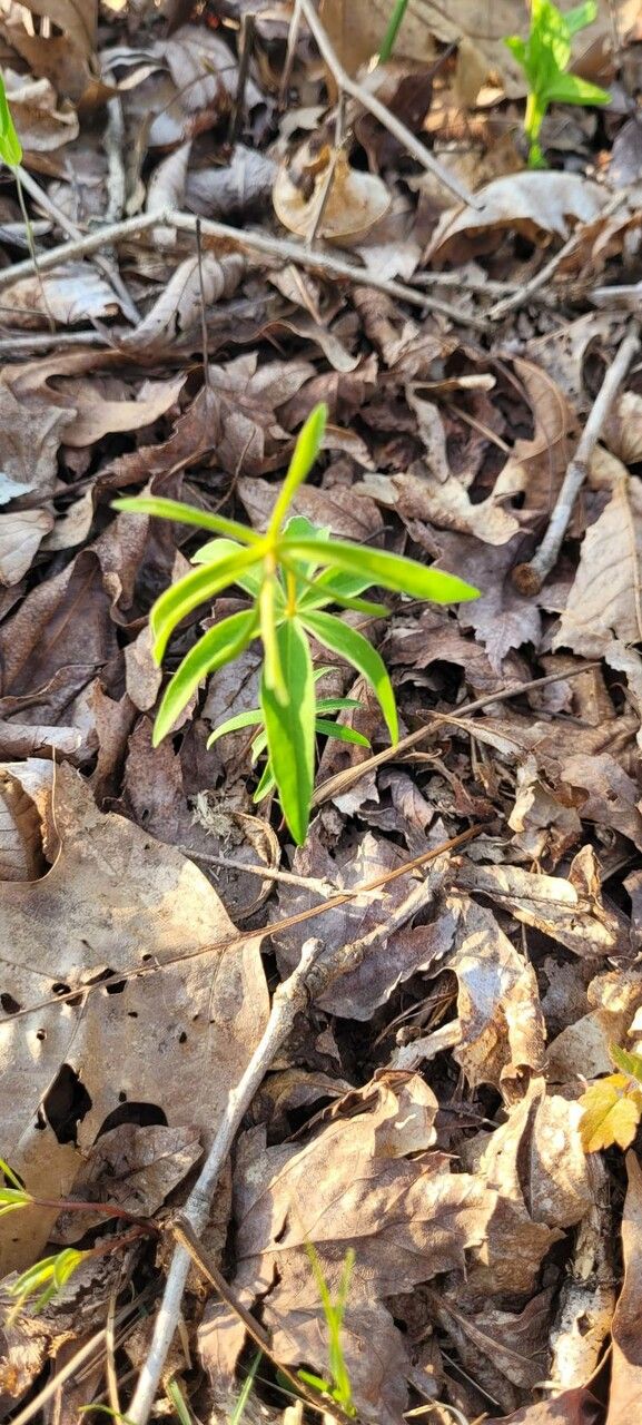 Coreopsis major leaf