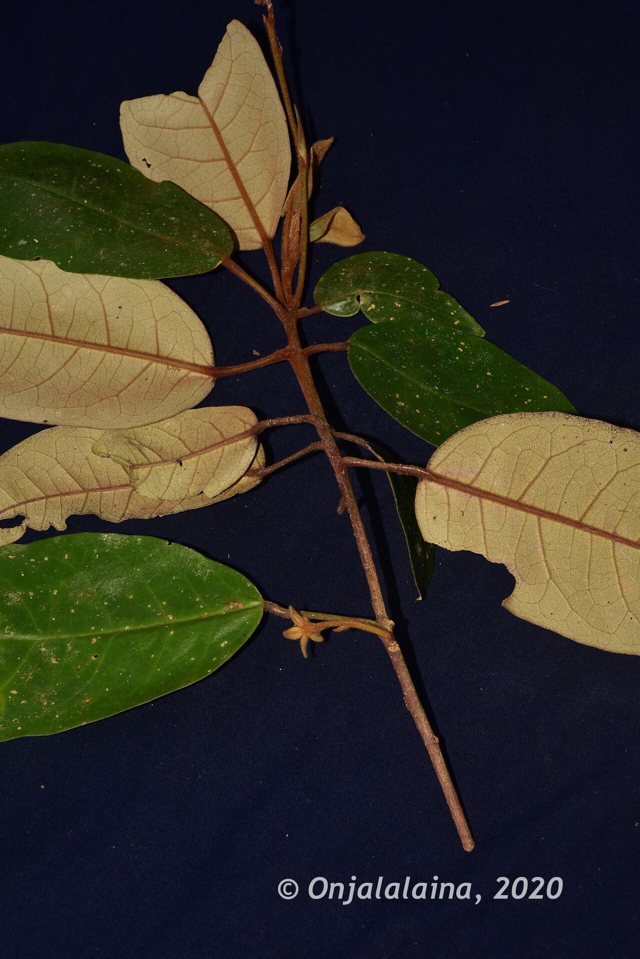 Croton bracteatus — houseplant care guide