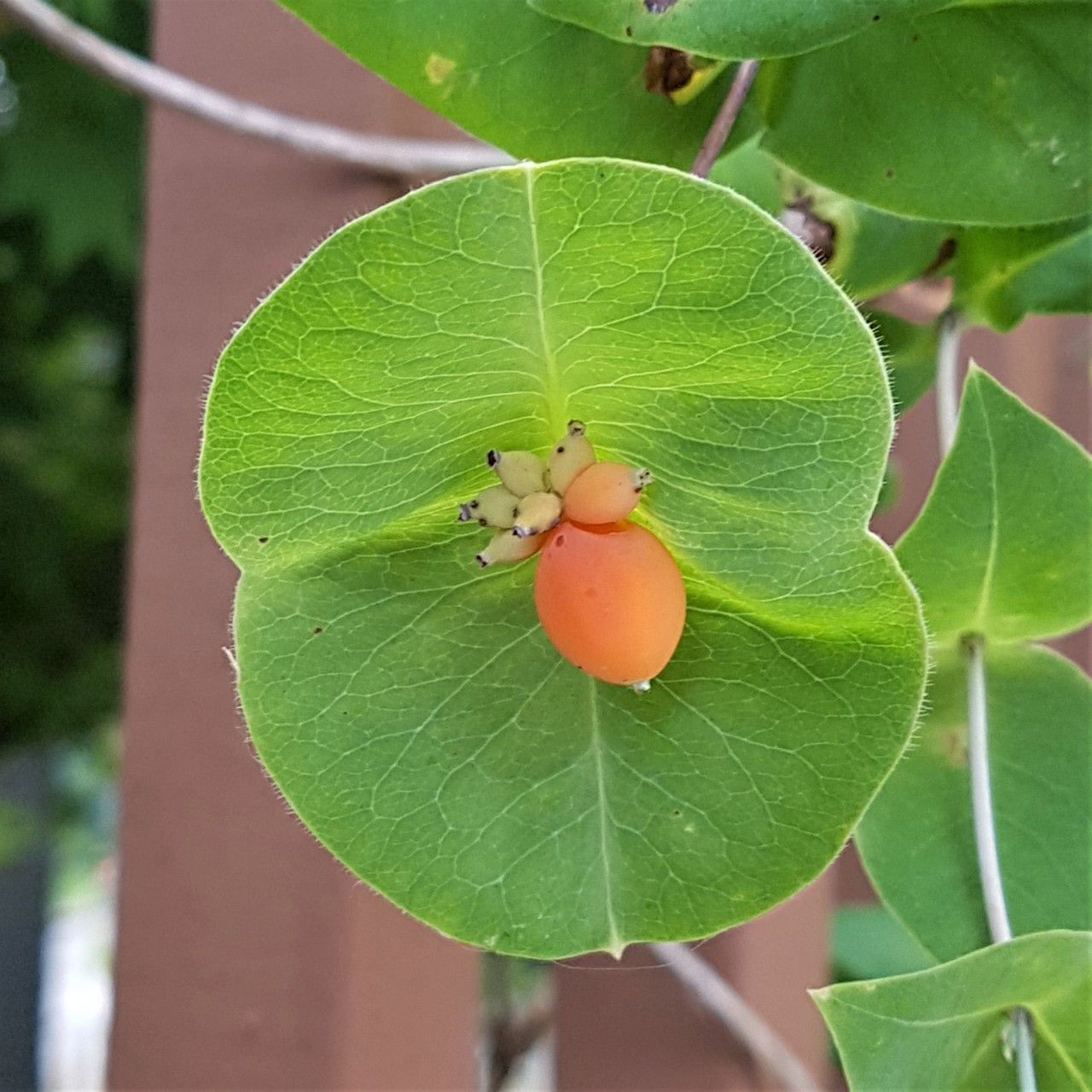 Lonicera ciliosa fruit