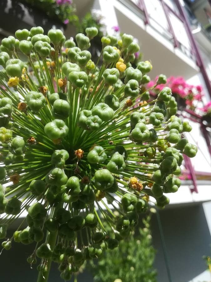 Allium giganteum fruit
