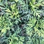 Argyranthemum frutescens