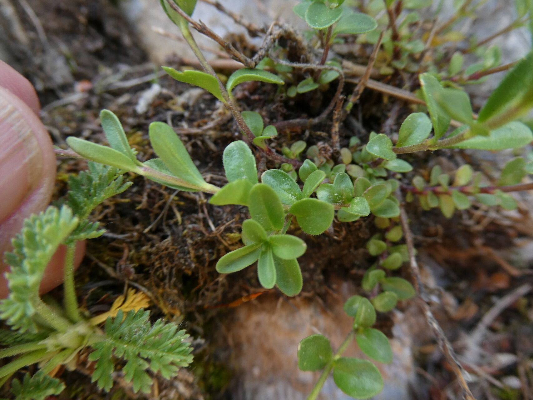 Veronica fruticulosa — houseplant care guide