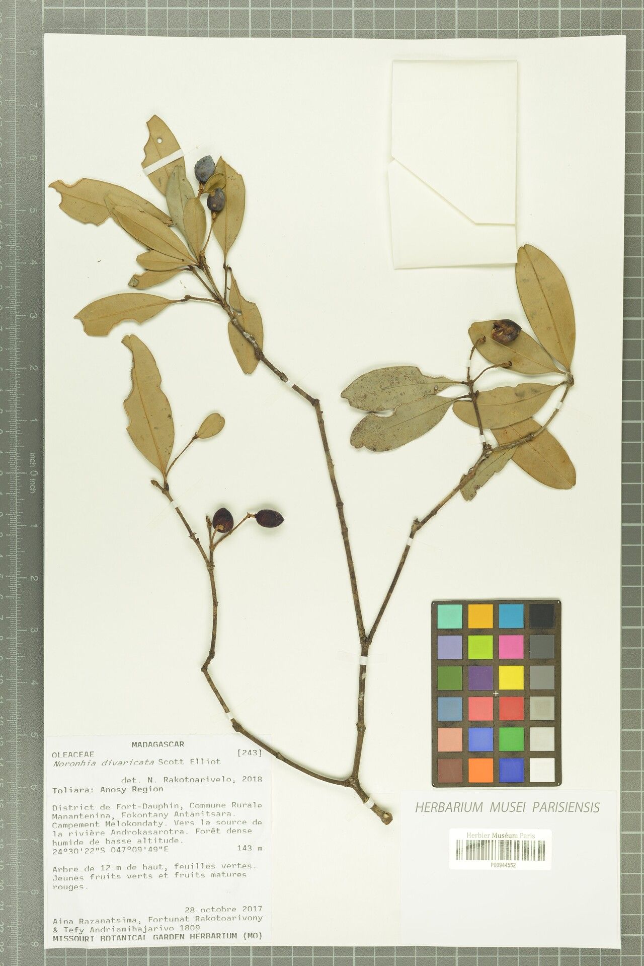 Noronhia divaricata — search result for 'Noronhia'