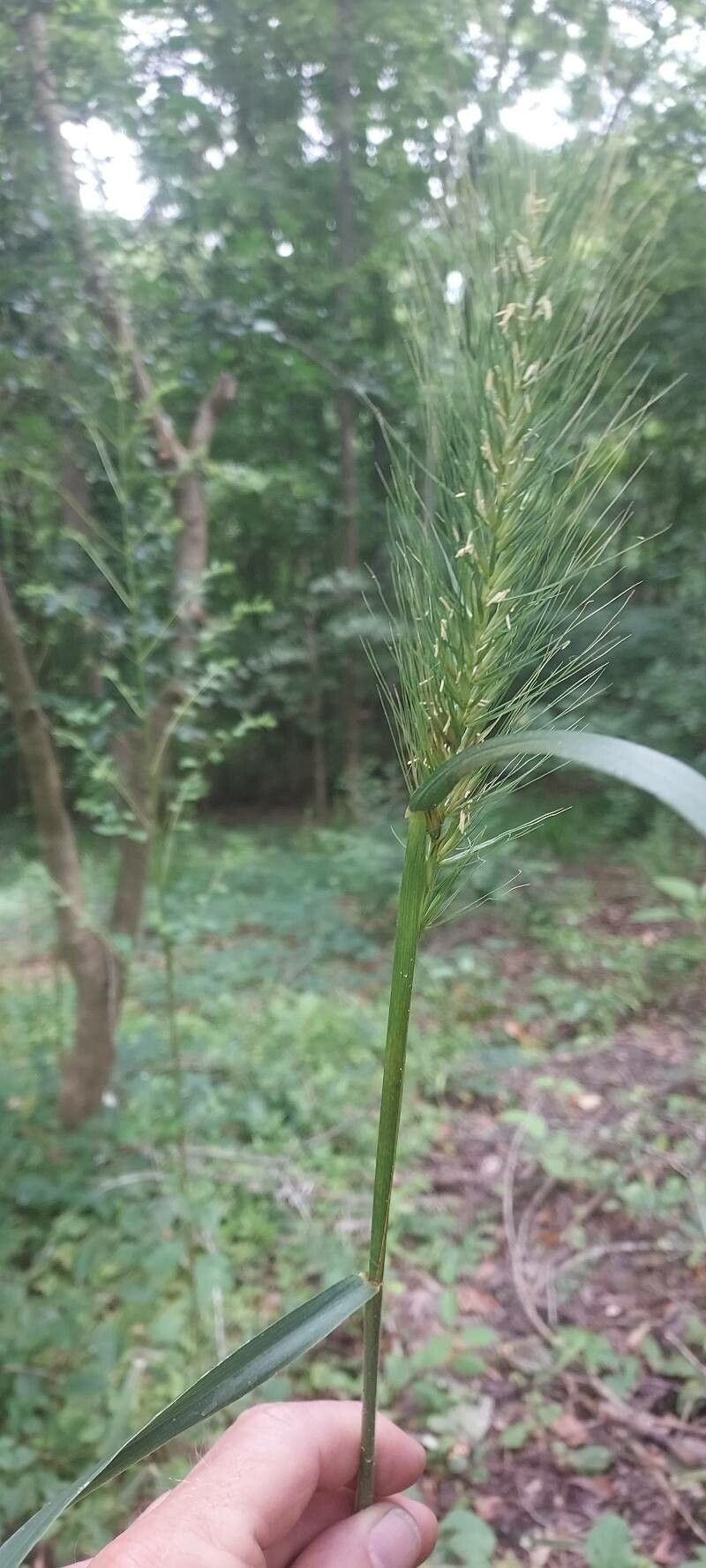 Elymus villosus flower