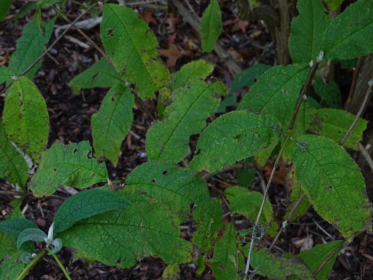 Buddleja albiflora