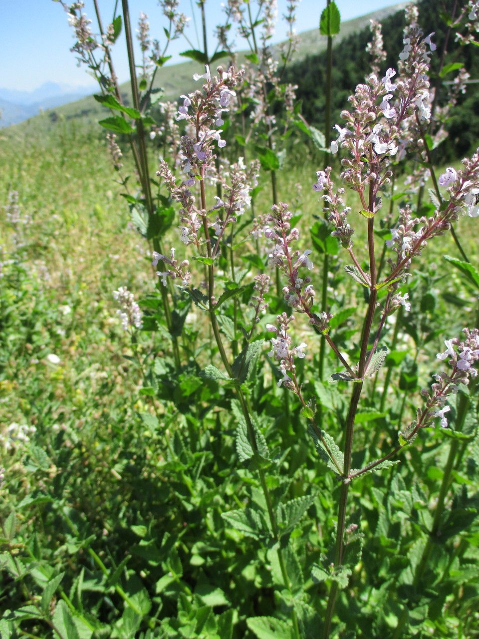 Nepeta nuda — search result for 'Nepeta'