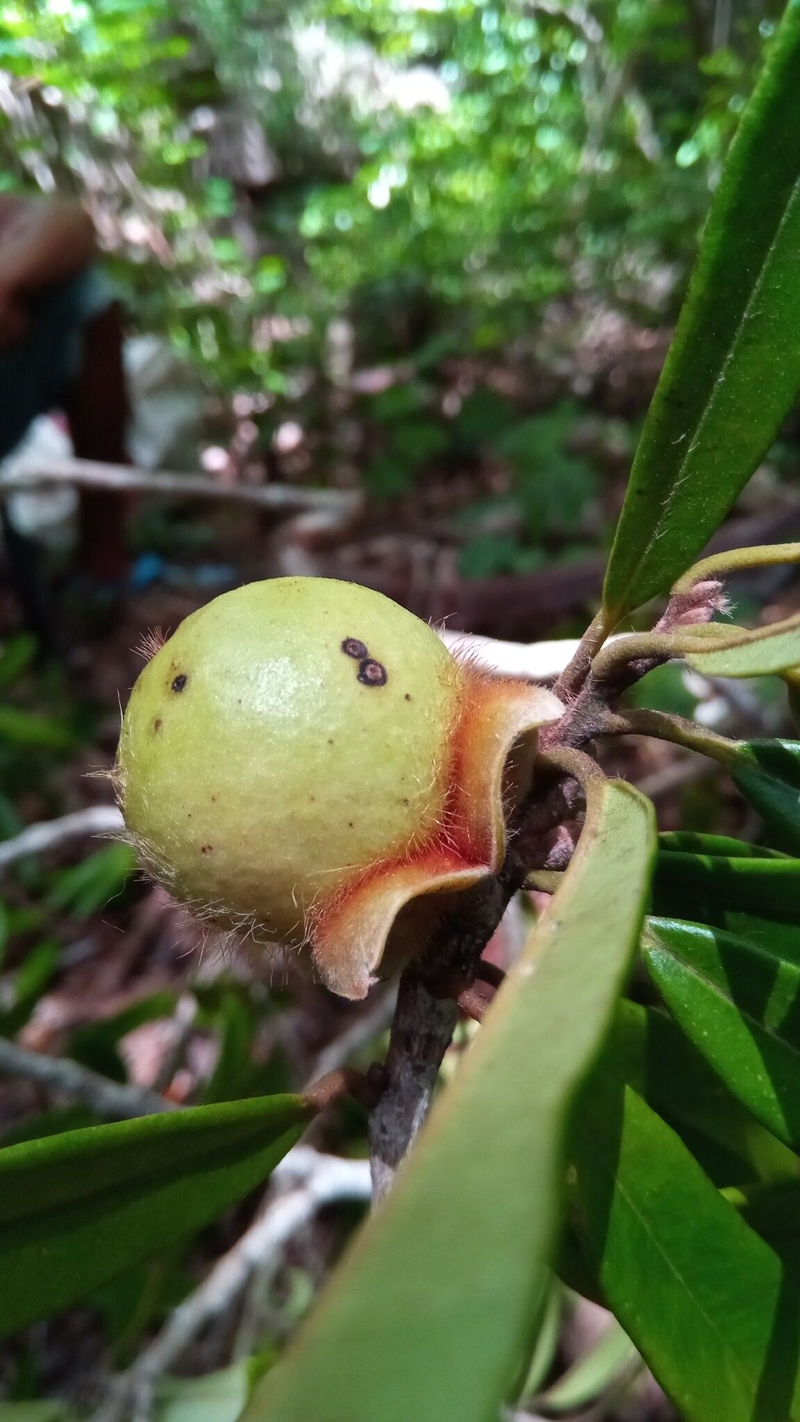 Diospyros urschii fruit