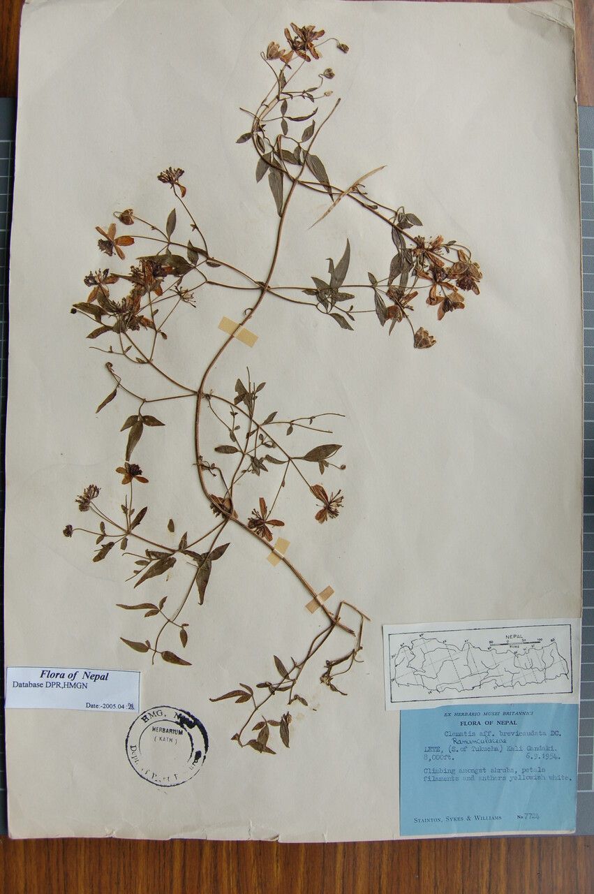 Clematis puberula — search result for 'Clematis'