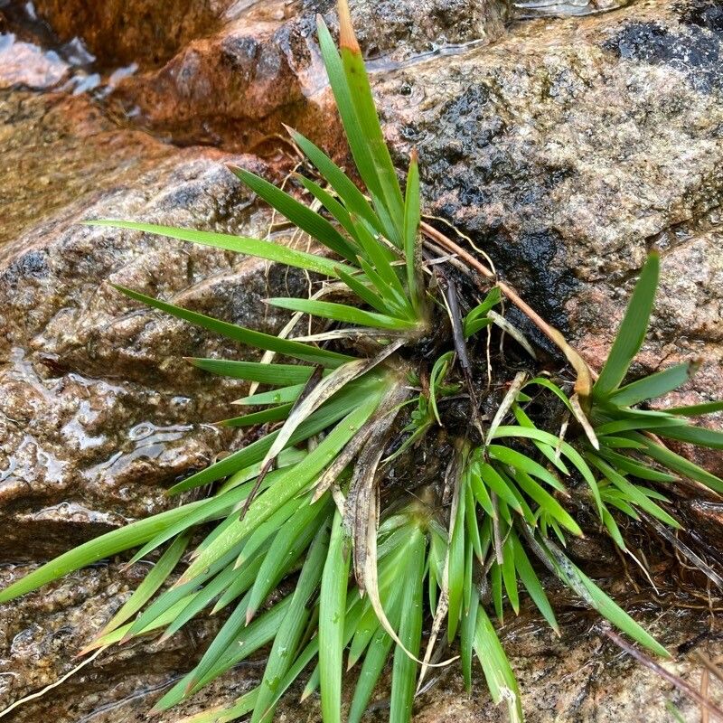 Narthecium reverchonii — related species from the same genus