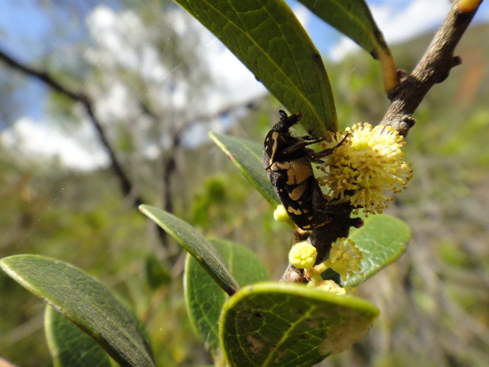 Xylosma nervosa flower