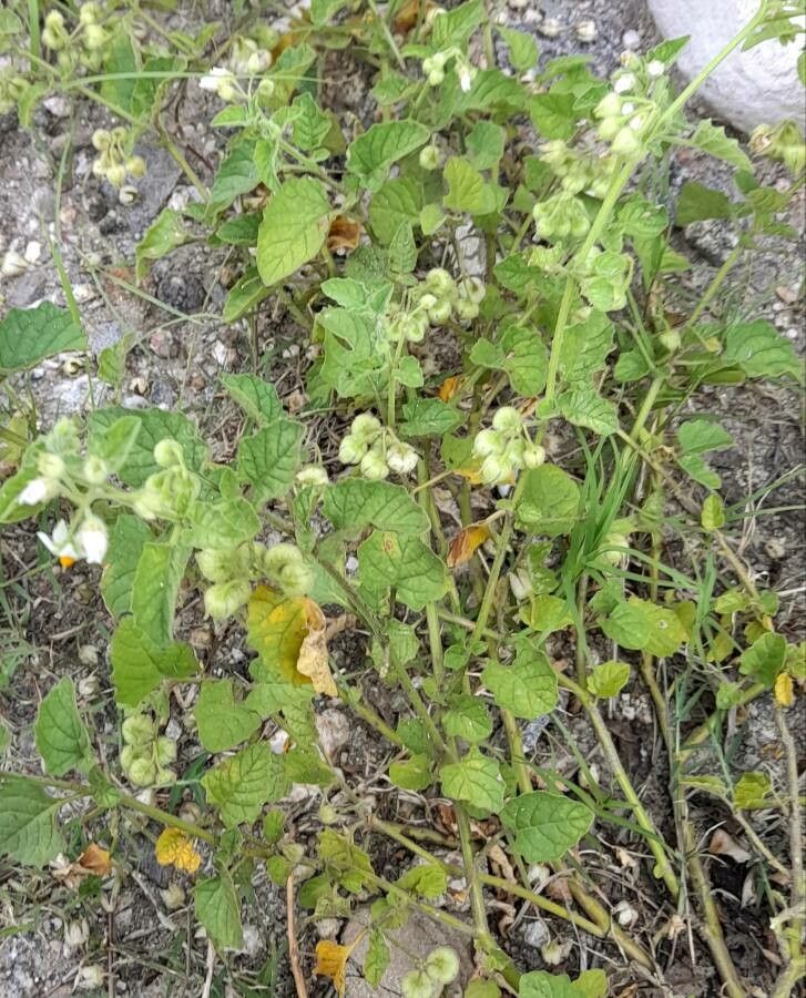 Solanum atriplicifolium habit