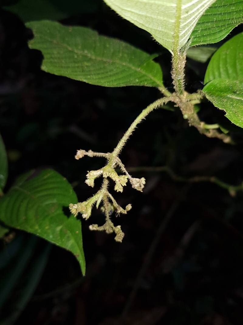 Palicourea acicularis flower