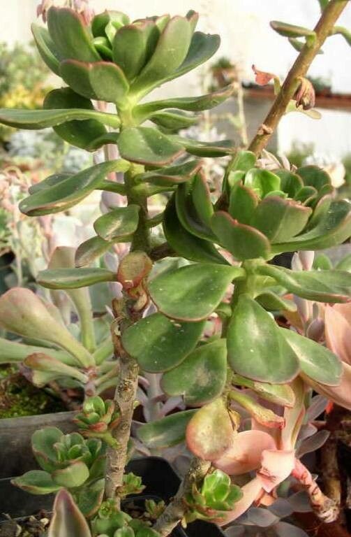 Echeveria viridissima habit