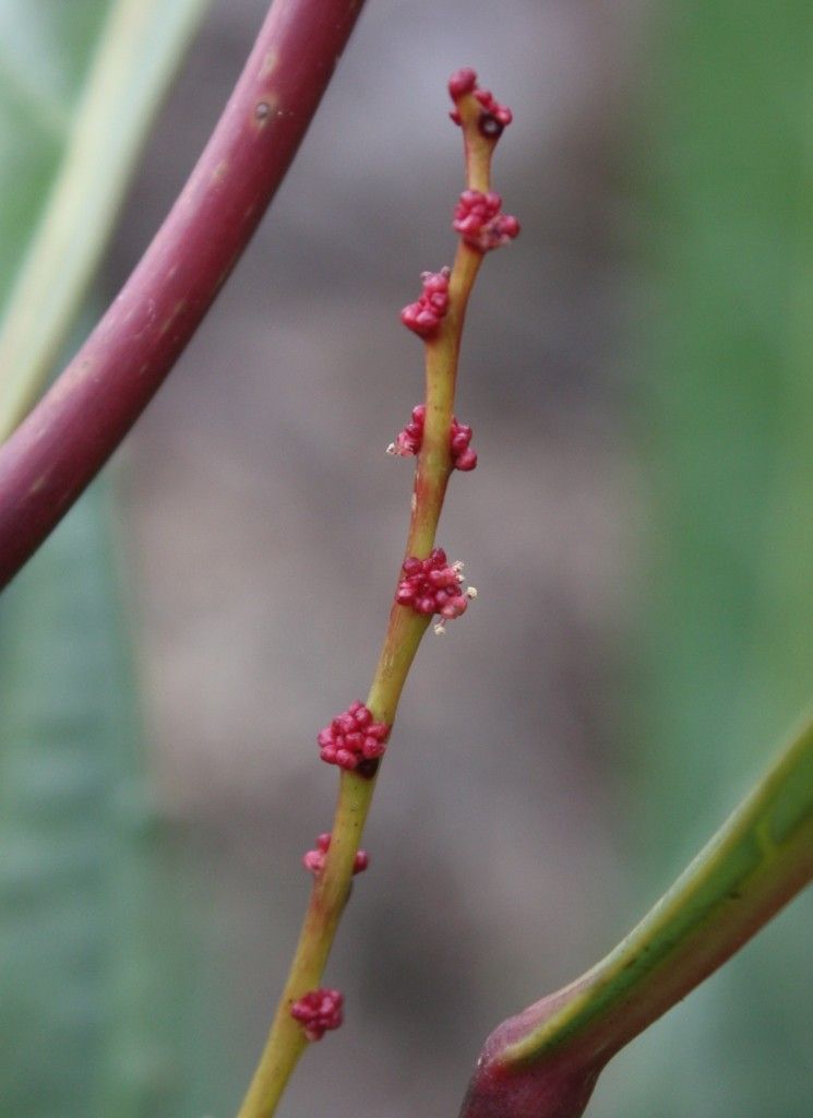 Bocquillonia spicata bark