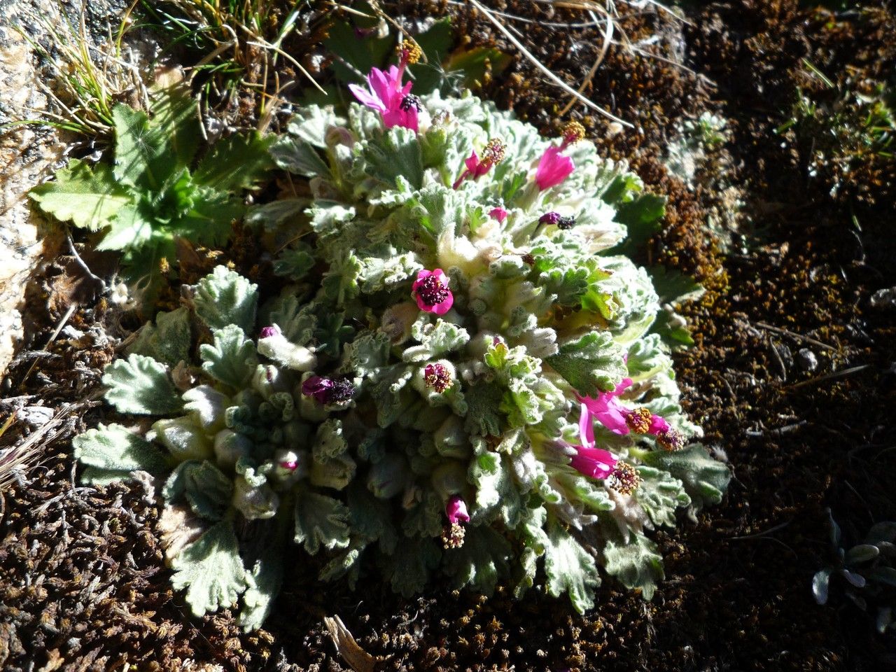 Nototriche flabellata habit