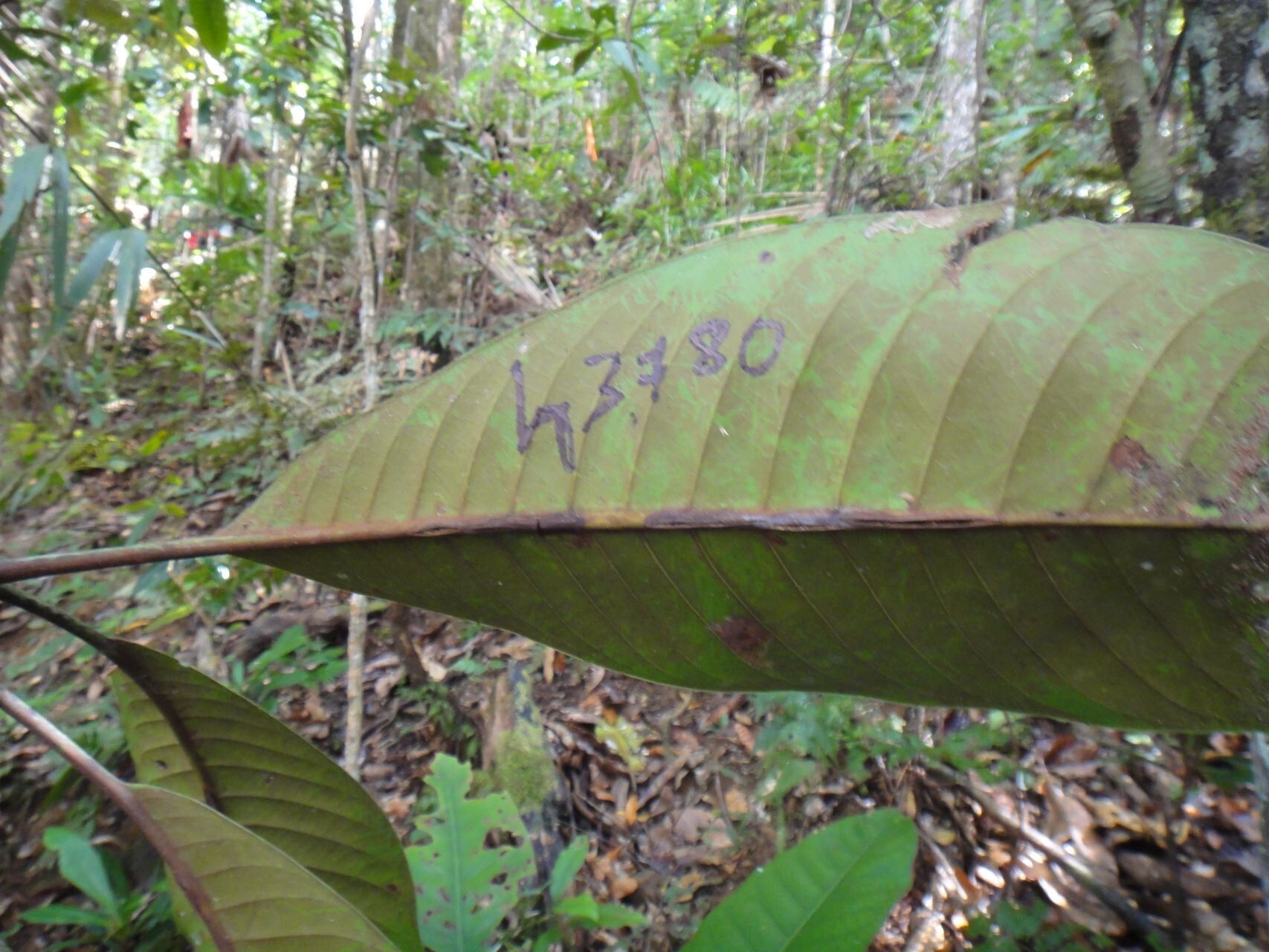 Pycnandra comptonii — houseplant care guide