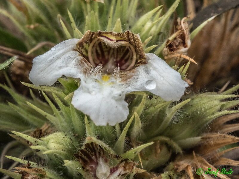 Lepidagathis collina — houseplant care guide