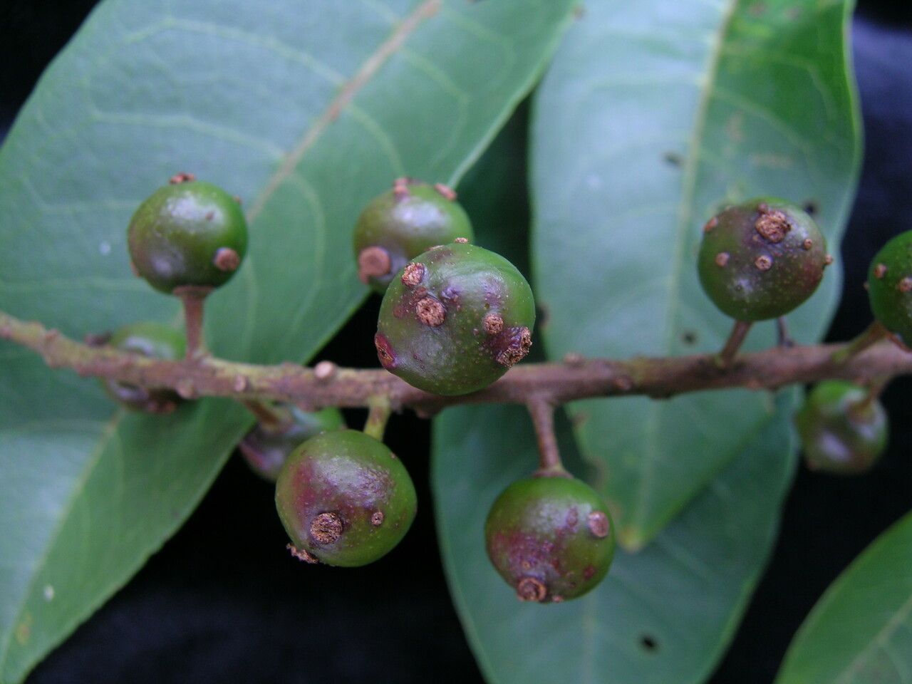 Prunus cornuta — houseplant care guide