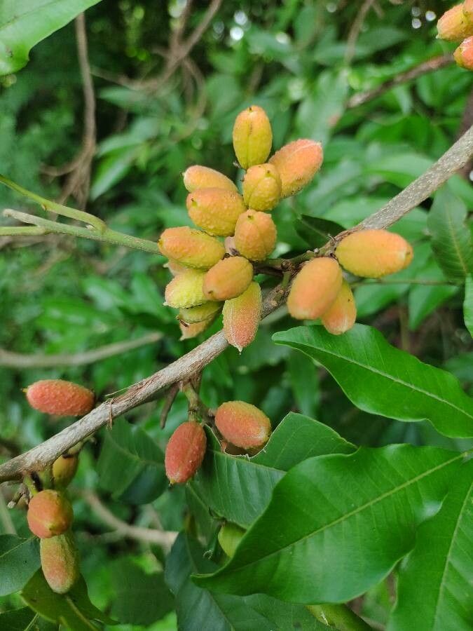 Trichilia catigua fruit