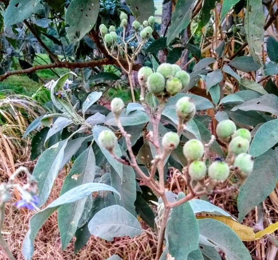 Solanum scuticum — houseplant care guide