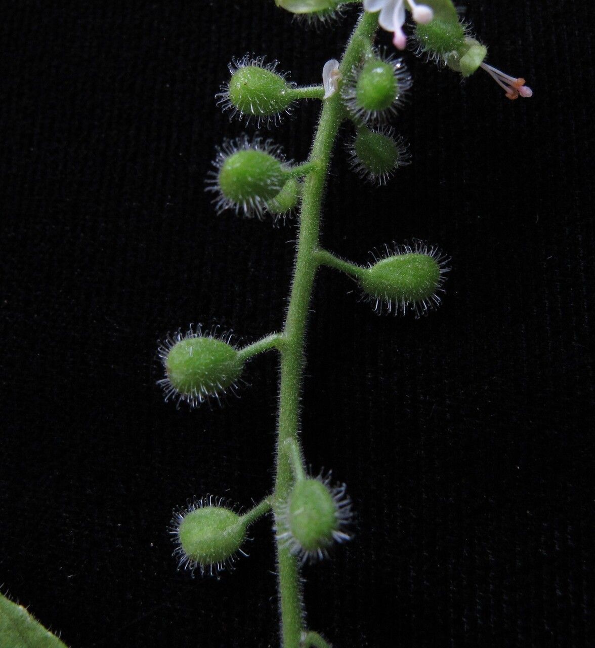 Anemonastrum elongatum habit