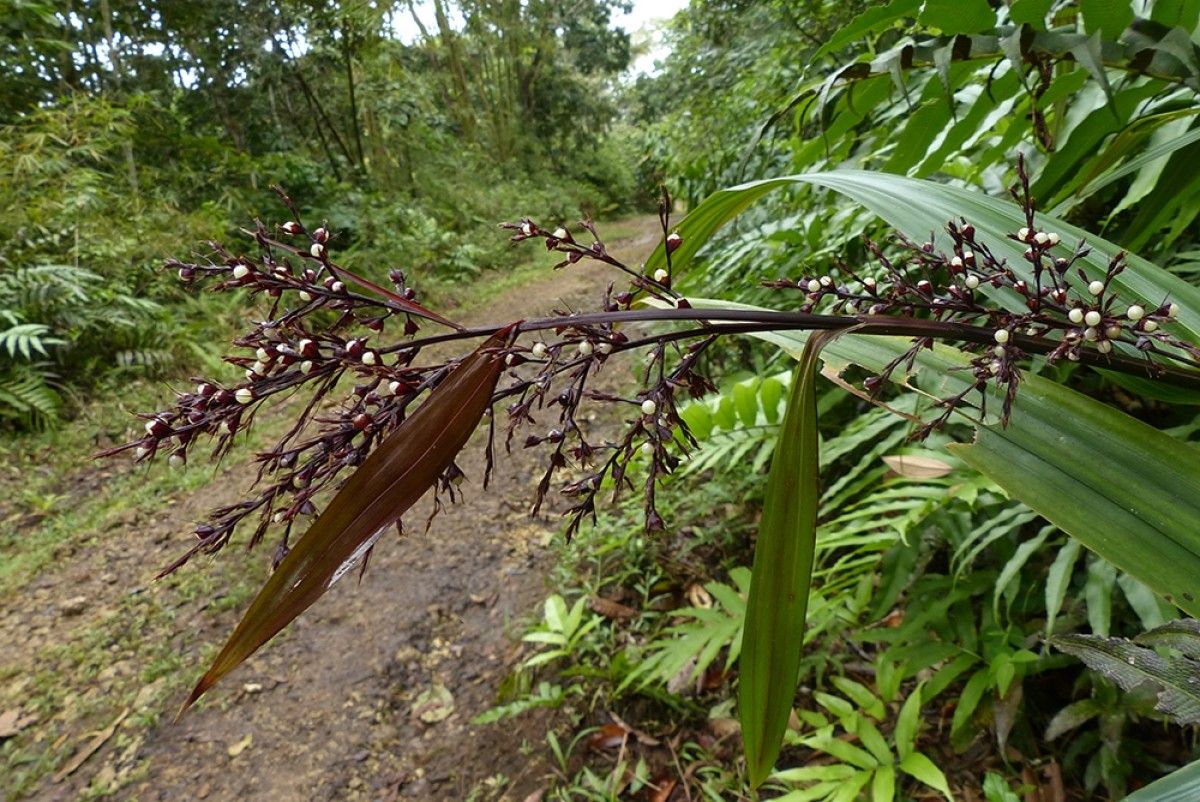 Scleria latifolia habit