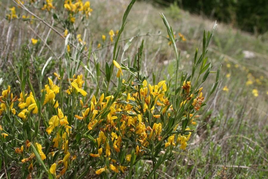 Genista tetragona flower