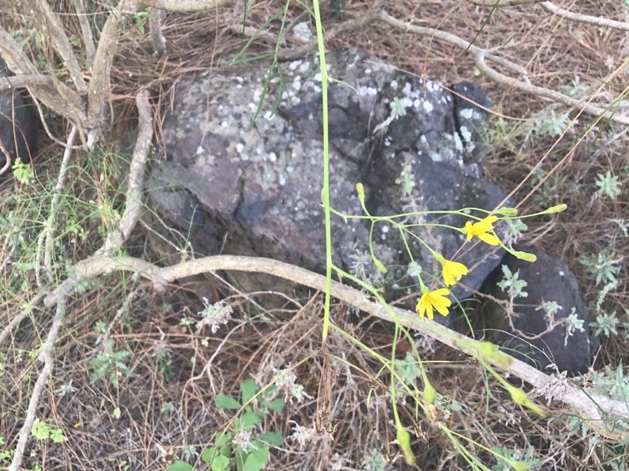 Sonchus leptocephalus flower