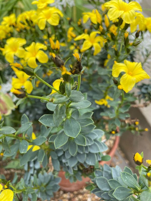 Linum doerfleri — search result for 'Linum'