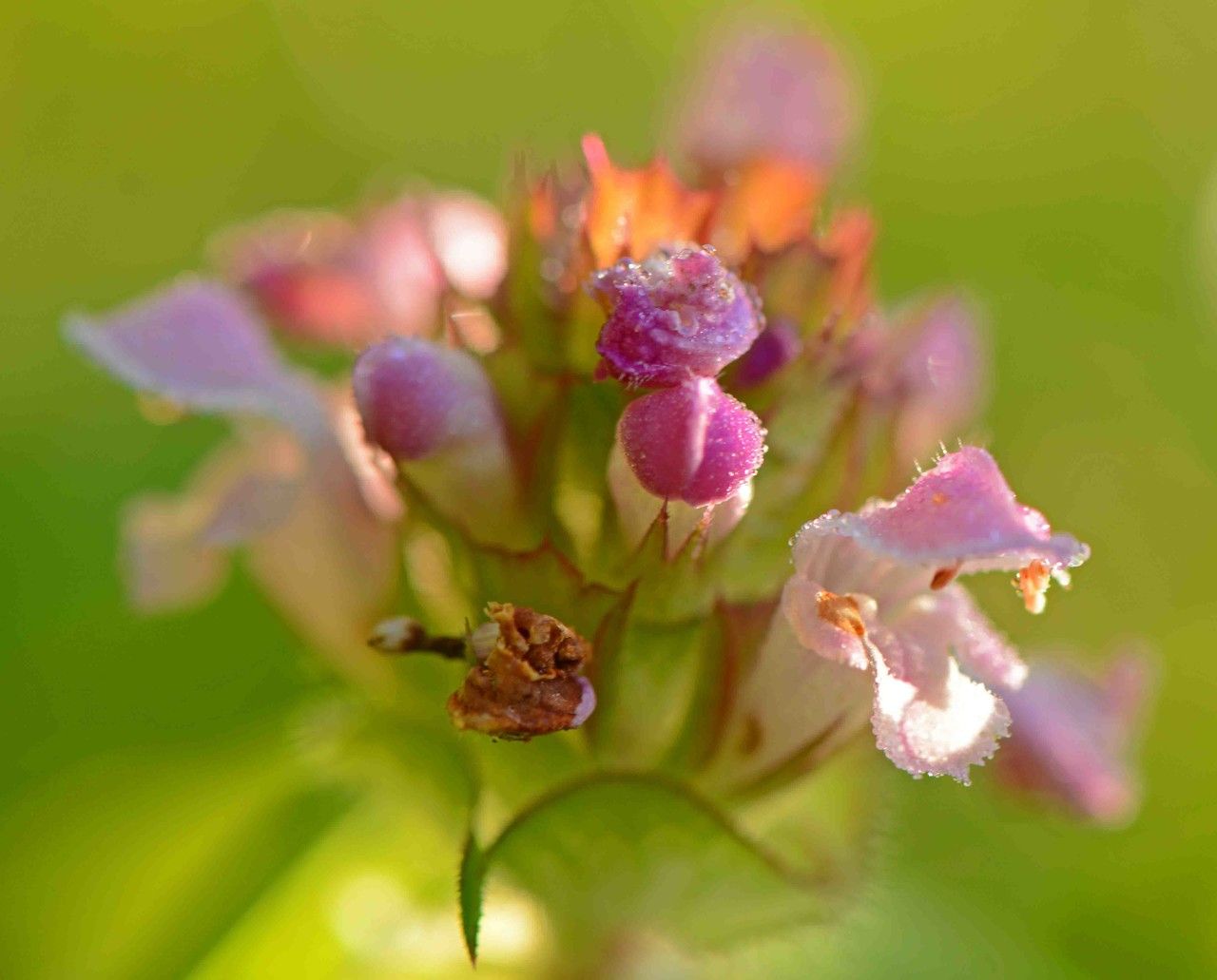 Prunella x dissecta — search result for 'Prunella'