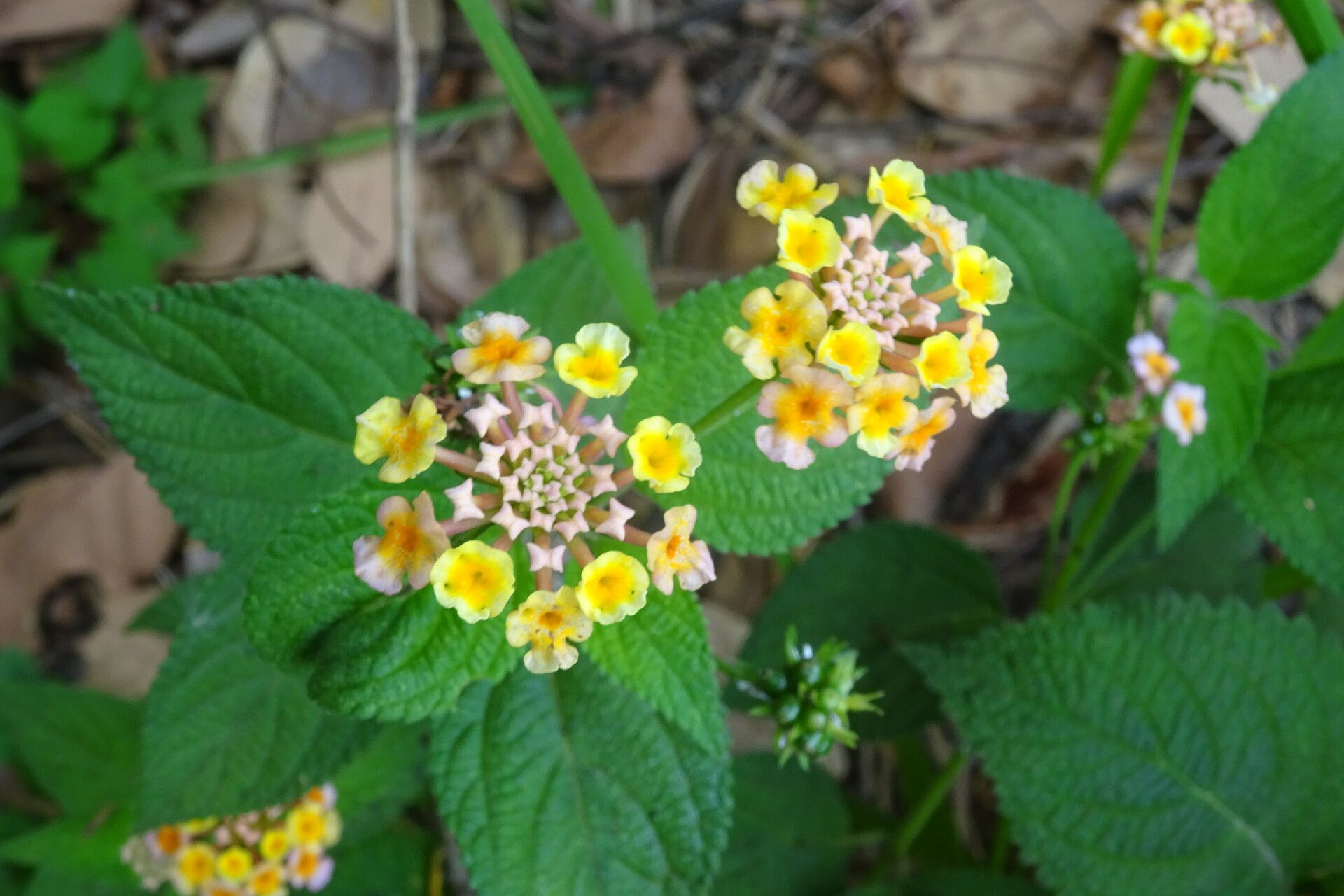 Lantana × strigocamara flower