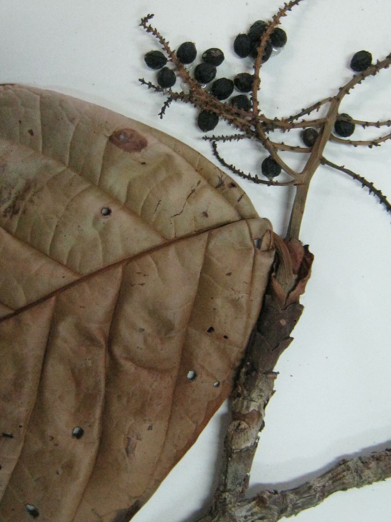 Coccoloba latifolia other