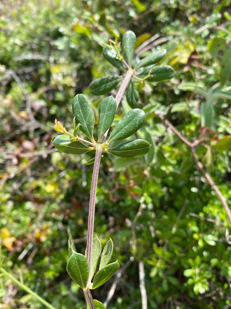 Rubia tenuifolia leaf