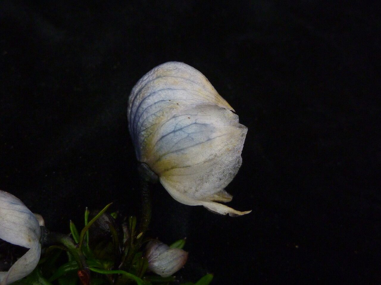 Aconitum heterophylloides fruit
