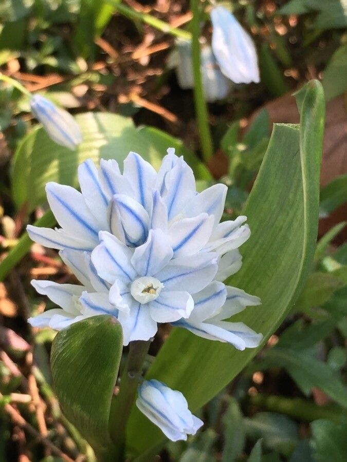 Puschkinia scilloides flower