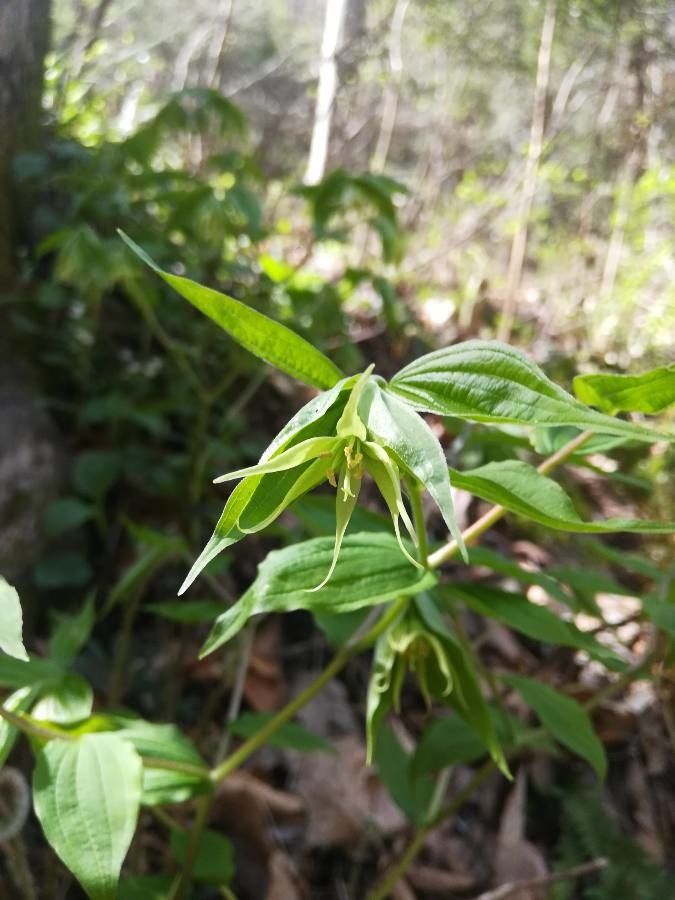 Prosartes lanuginosa — search result for 'Alabama'