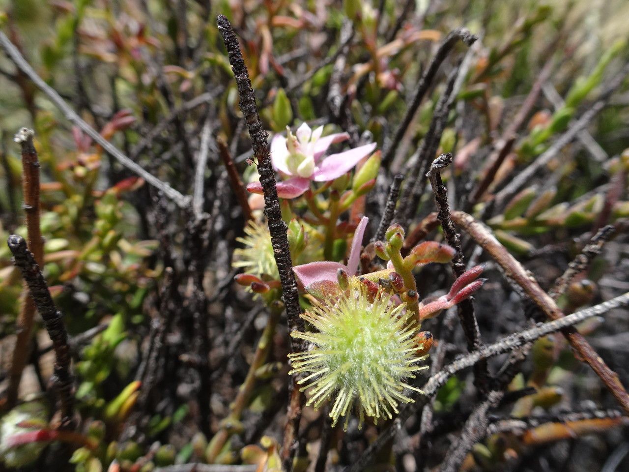 Krameria lappacea fruit